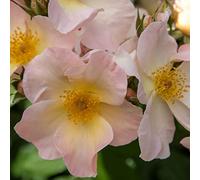 Sally Holmes®, rosa viva di Rose Barni®, rosa in vaso effetto massivo di color bianco e albicocca, ideale per coltivazione in vaso, composizioni e cespugli vigorosi, rifiorente cod. 76056