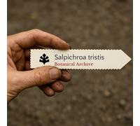 Salpichroa tristis SEEDS - - SEMI Bacca della notte | Erba triste