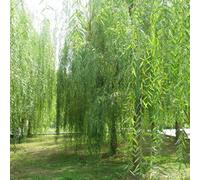 Salsa foglie perenne letto elevato giardino verde estremamente resistente scalatrici resistenti e a rapida crescita semi salsa interno 5pcs