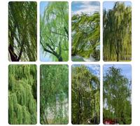 Salsa letto elevato per balcone semi di decorazione giardino semi salsa reale verdi serrature balcone llorón 100pcs