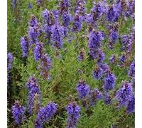 Salsa Red Coneflower Seeds Bella Estate Blooms Fresh:Seeds:packing seeds only