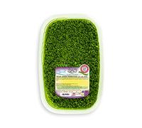 Salsa verde con olio Extravergine d'oliva "EVO", (Confezione 1 pz. da Kg) - SAG