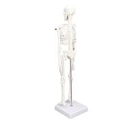 Saluaqui 45 Cm Mini Scheletro Umano Modello PVC con Articolazioni Mobili e Supporto - Struttura Ossea Umana Dettagliata per Studenti di Medicina, Chiropratici e Display Educativo