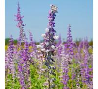 salvia, balcone esotiche rare giardino copertura del terreno 550semi