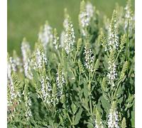 salvia balcone resistenti giardino vecchie varietà 600semi