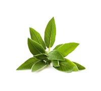 Salvia Contusa disidratata 50g
