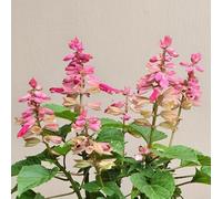 salvia del fuoco balcone esotiche varietà antiche biologiche 150semi