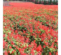salvia del fuoco decorazioni giardino esterni resistenti raro 200semi