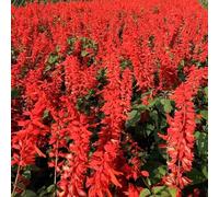 salvia del fuoco in vaso giardino balcone raro 50semi