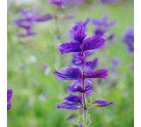 salvia giardino in vaso resistenti esterni vecchie varietà 1200semi