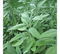salvia giardino interno rare vecchie varietà 300semi
