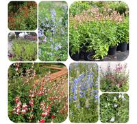 Salvia greggii esotico ufficio decorazione del balcone giardino 300semi