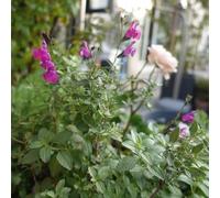 Salvia grettii - salvia balcone per zone soleggiate esotico il 500semi