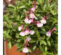 Salvia grettii - salvia balcone per zone soleggiate esotico il 950semi