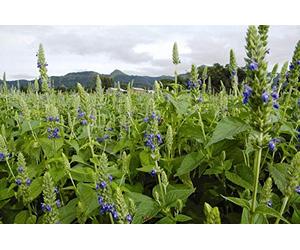 SALVIA HISPANICA - CHIA - NR.100 SEMI