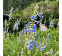 salvia in vaso giardino esterni vecchie varietà resistenti 225semi