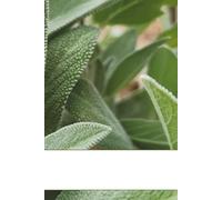 Salvia Officinalis Notebook: Earth Provides Nature Series