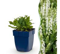 Salvia Perenne Schneehügel, per Giardino, Bianco, Set da 24, Vaso 11cm