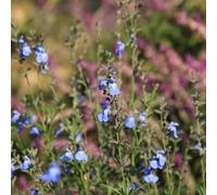salvia, resistenti interno rare giardino 300semi