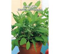 SALVIA (Salvia officinalis) SEMI