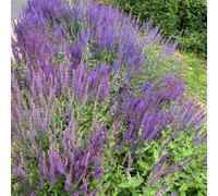 salvia - semi per interni semi silvestri balcone balcone silvestri coperto perenne resistente letti elevati 500pcs