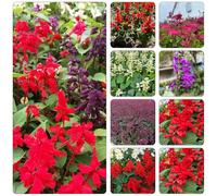 Salvia splendens - riverdimento dei tetti semi giardino del balcone perenni resistenti, giardino che amano 300pcs