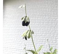 salvia vecchie varietà rare balcone resistenti biologici 75semi