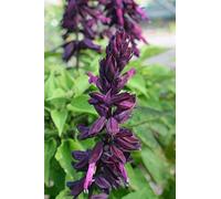 Salvia viola porpora, salvia le - semi Seeds ONLY
