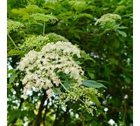 sambuco decorazione verde balconi spalla, semi esotici interni estivi, giardino primavera 100pcs