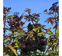 sambuco estate decorazione tagliato selvaggio, autunno, semi perenni perenni resistenti 300pcs