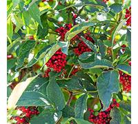 sambuco estate selvaggi di balcone tagliati semi perenni semi selvaggi balcone parterre perenni resistente 1200pcs