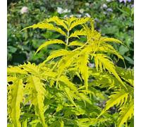 Sambuco - Giardino roccioso, resistenti per il pieno sole tappezzanti in vaso rialzata rampicanti giardino Vecchie varietà resistenti in vaso 200semi