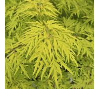 sambuco nanni semi di, di primavera interni esotici decorazione giardino in, perenni resistenti 600pcs