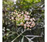 sambuco primaverili esotico in vaso riccamente autunnali giardino 250semi