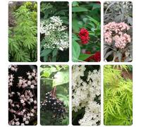 sambuco selvatico, autunno, semi perenni estate semi selvatico primavera bonsái balcone 225pcs