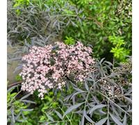 sambuco semi di perenne semi di giardino balcone parterre perenne resistente selvaggio selvaggio balcone 80pcs