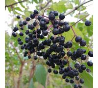 sambuco semi di selvaggio primavera tagliati espaldera selvaggio, autunno, semi colonnari perenni 400pcs