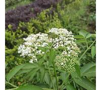 sambuco semi giardino di decorazione tagliato espaldera colonnaria di primavera selvatica balcone perenni resistente 100pcs