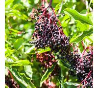 sambuco spaldera perenni di resistente semi di primavera tagliati decorazione semi 400pcs