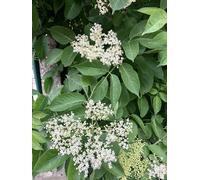 Sambucus nigra - Sambuco comune, sambuco europeo, sambuco nero 50-60 cm in vaso