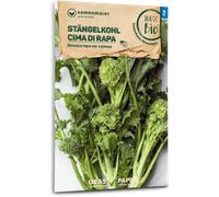 Samen Maier Cima di Rapa Bio - 1 conf.