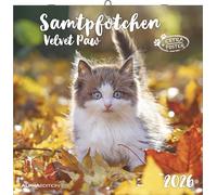 Samtpfötchen 2026 - Broschürenkalender 30x30 cm (30x60 geöffnet) - Kalender mit Platz für Notizen - inkl. herausnehmbarem Poster - Bildkalender: Velvet paw