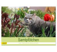 Samtpfötchen - Die treusten Begleiter 2027 (Wandkalender 2027 DIN A3 quer), CALV