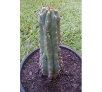 San Pedro oro torcia (Trichocereus spachianus) 10 semi