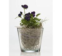 Sandra Rich Vaso in vetro Coni trasparente conico, 9 cm, Ø 10 cm