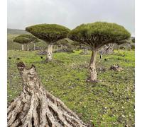 sangue di drago, dracena - autunnali per zone soleggiate decorazioni giardino per esterni d'appartamento purificatrici d'aria sostenibili semi di 130semi
