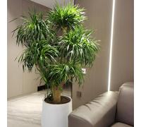 sangue di drago, dracena - stanza d'ombra autunnali per zone soleggiate sostenibili ufficio giardino biologico giardino di semi 150semi