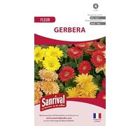 Sanrival Gerbera miscela di Fiorista