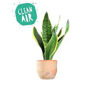 Sanseveria Trifasciata, Lingua di Suocera - Pianta Vera da Interno - Altezza 45 cm - Vaso Artigianale