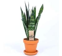 Sansevieria Black Coral Snake Plant per Casa o Ufficio (30-40cm con Vaso)